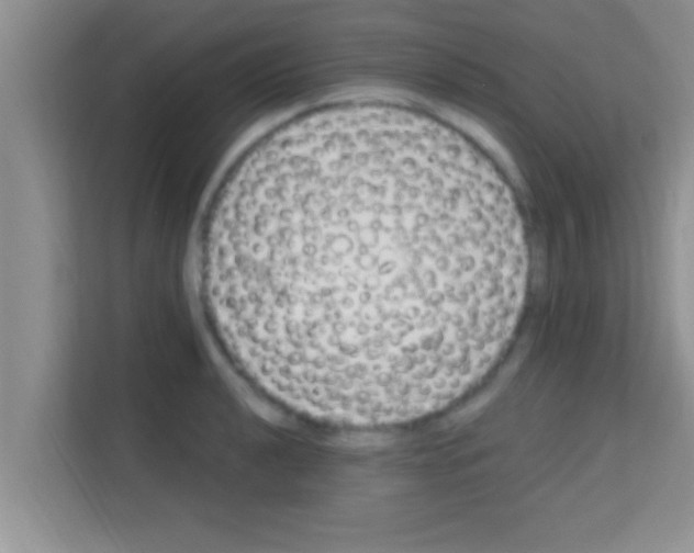 X0000113121040200910091133