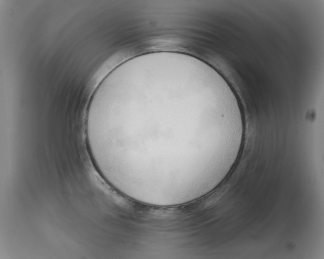 X0000113131386200910021405