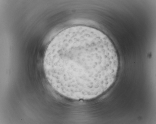 X0000113131529200910161119