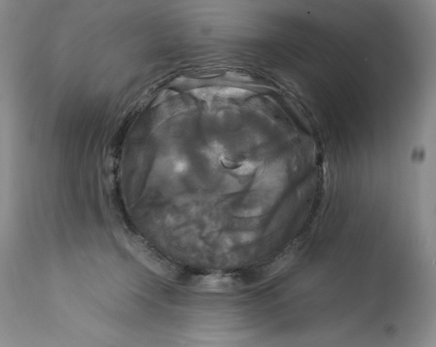 X0000113140366200909251310