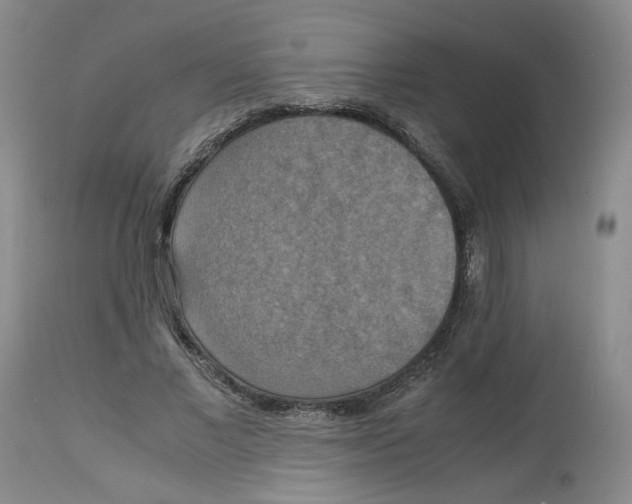 X0000113140685200910021440