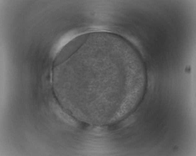 X0000113141365200910161146