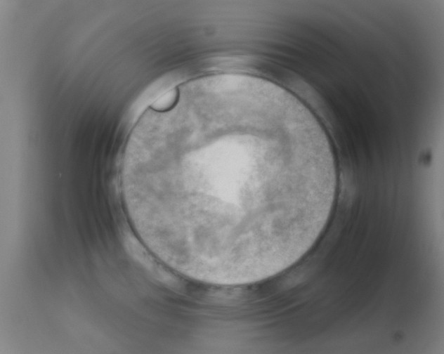 X0000113141386200910161146