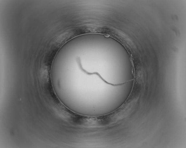 X0000113150121200909041242