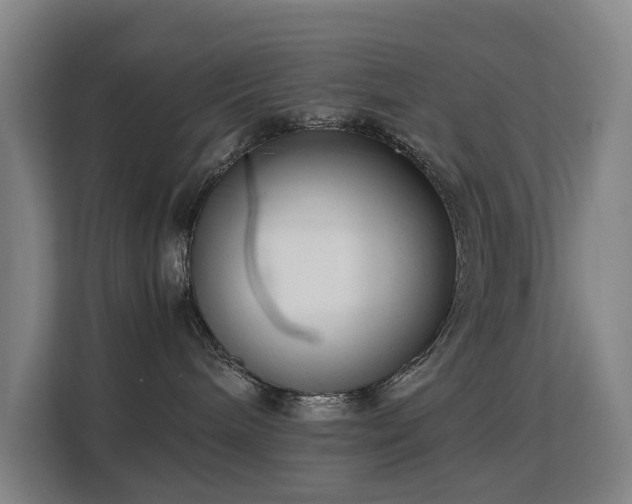 X0000113150240200909111000