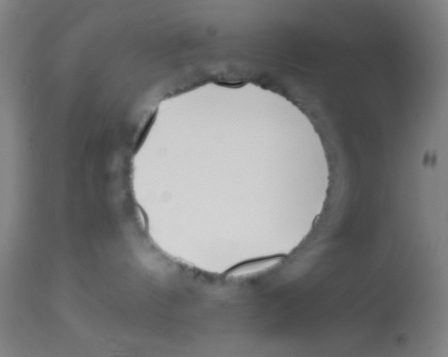 X0000113150144200910161229