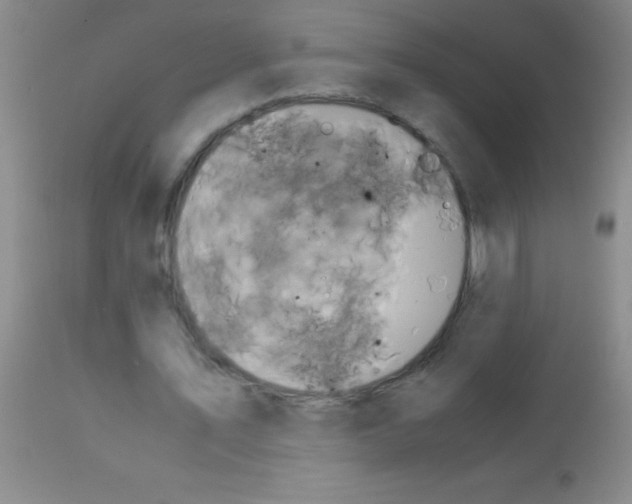 X0000113150579200910161222