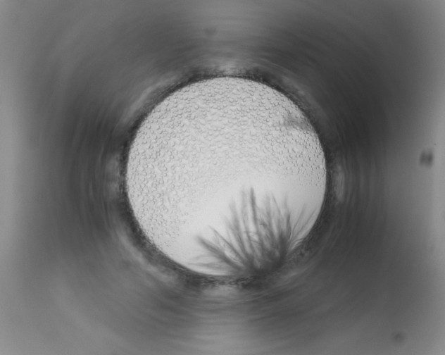 X0000113150594200910161222