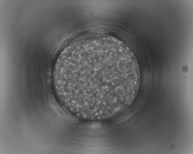 X0000113150600200910161222