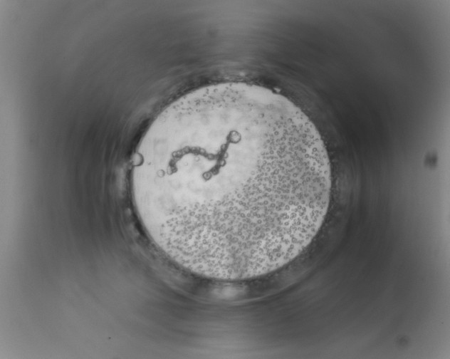 X0000113150610200910161222