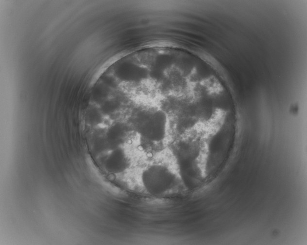 X0000113150945200910161217