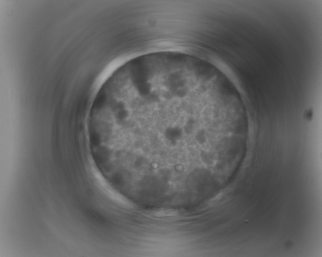 X0000113151291200910161211