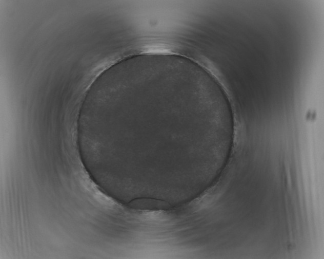 X0000113160385200909251357