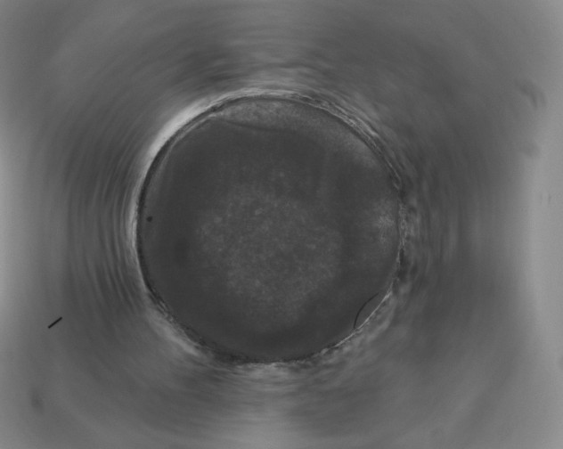 X0000113160100200910021509