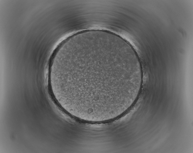 X0000113161126200910021455