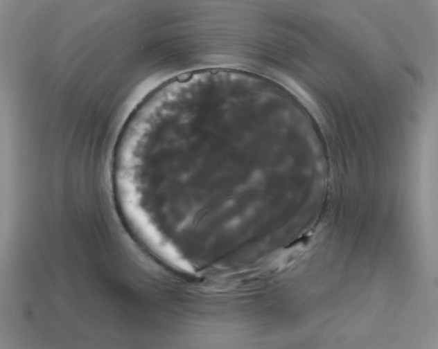 X0000113161291200910021453