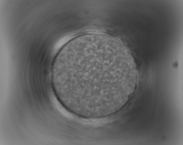 X0000113160005200910161255