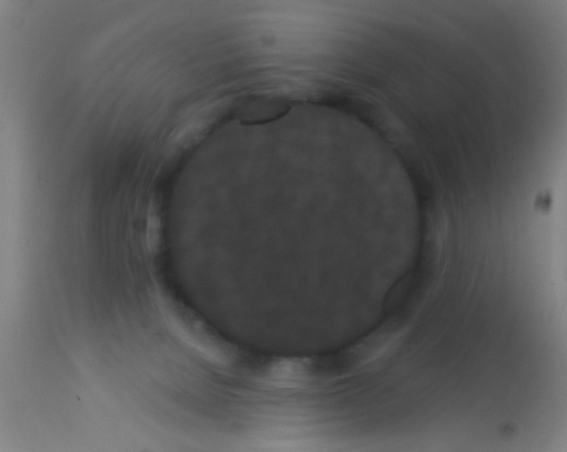 X0000113160080200910161254