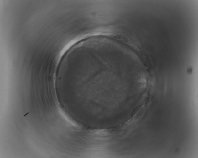 X0000113160100200910161253