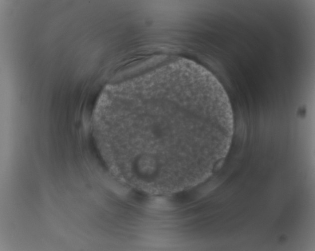 X0000113160285200910161251