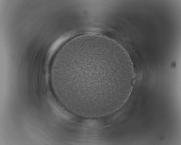 X0000113160294200910161251