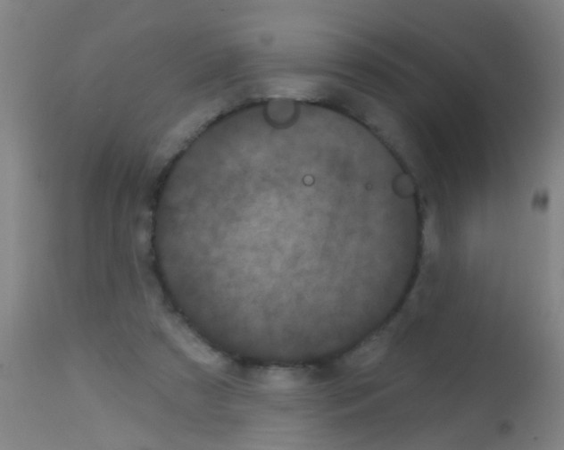 X0000113160305200910161250