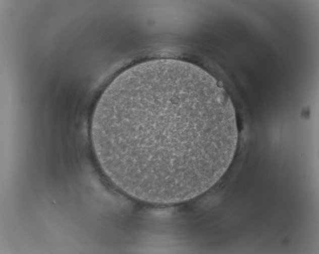 X0000113160306200910161250