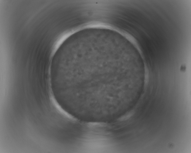 X0000113160863200910161242