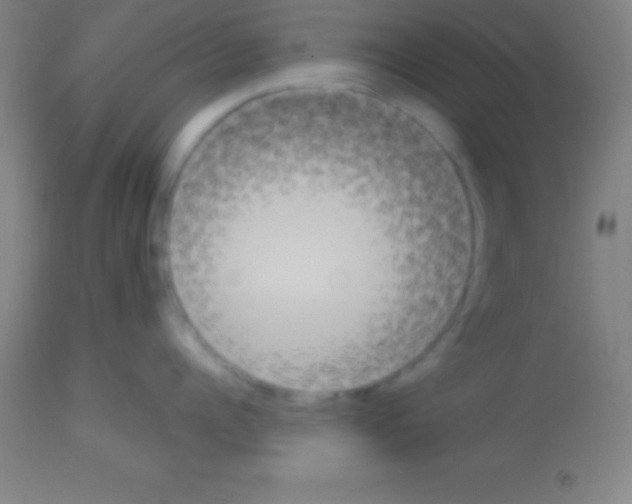 X0000113160960200910161241