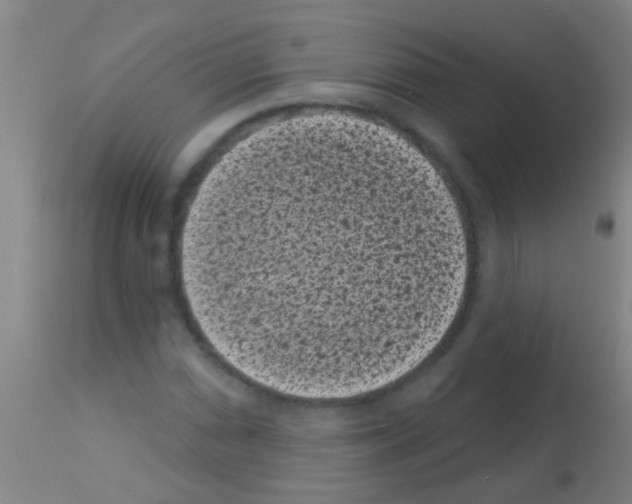 X0000113161066200910161238