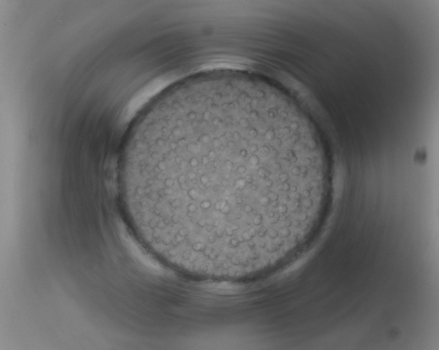 X0000113161113200910161237