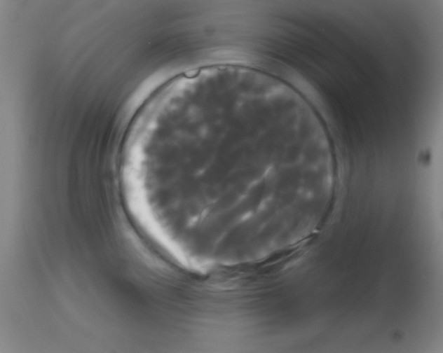 X0000113161291200910161235