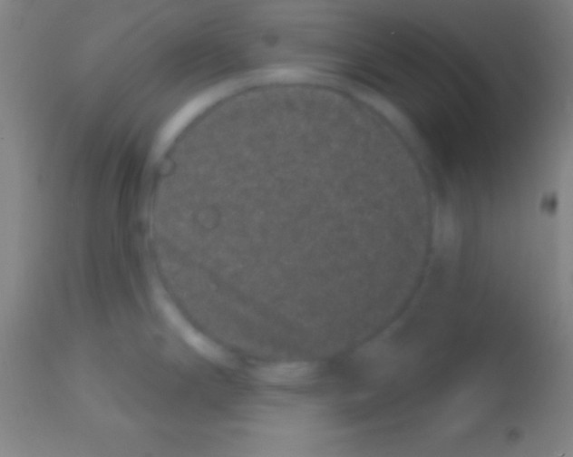 X0000113161294200910161235