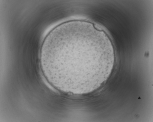 X0000113161343200910161235