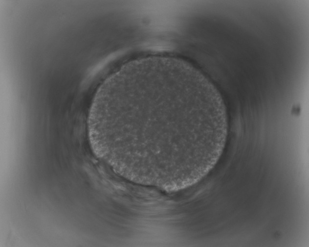 X0000113161398200910161232