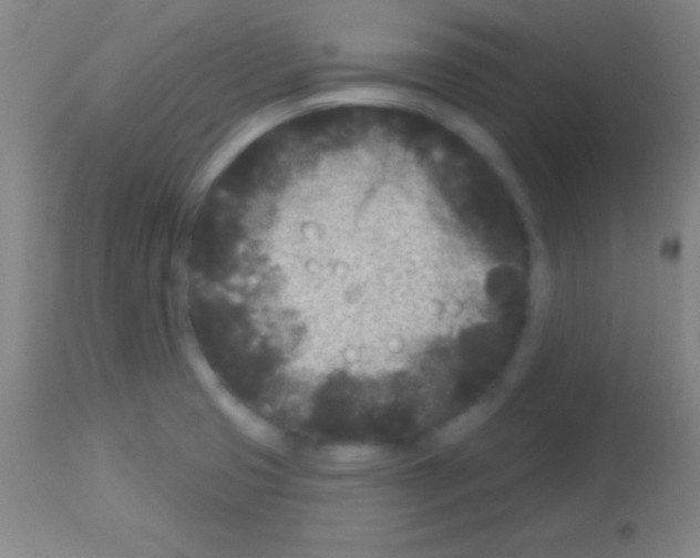 X0000113161425200910161233