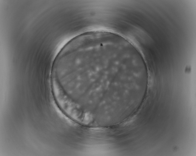 X0000113180863200909251440