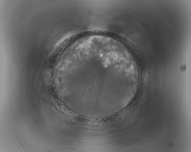 X0000113181254200909251433