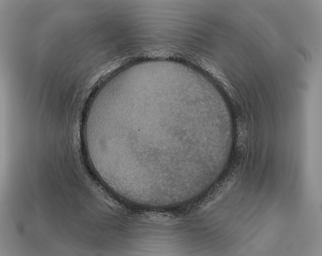 X0000113180681200910021543