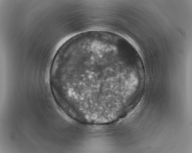 X0000113180862200910021541