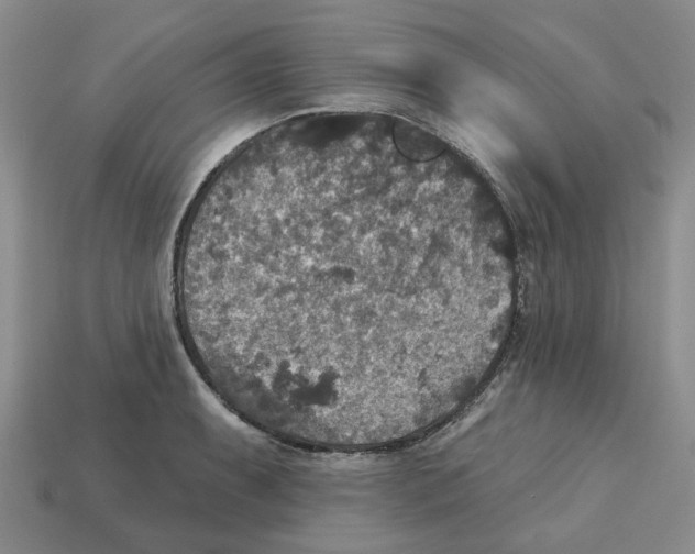 X0000113181087200910021538