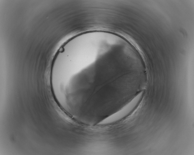 X0000113181246200910021537