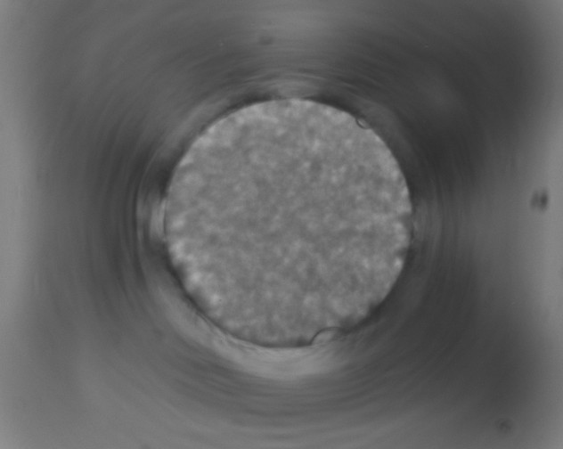 X0000113180046200910161342