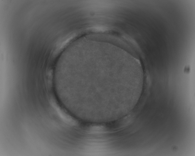 X0000113180066200910161342