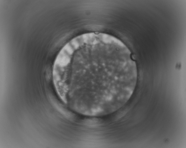 X0000113180069200910161342