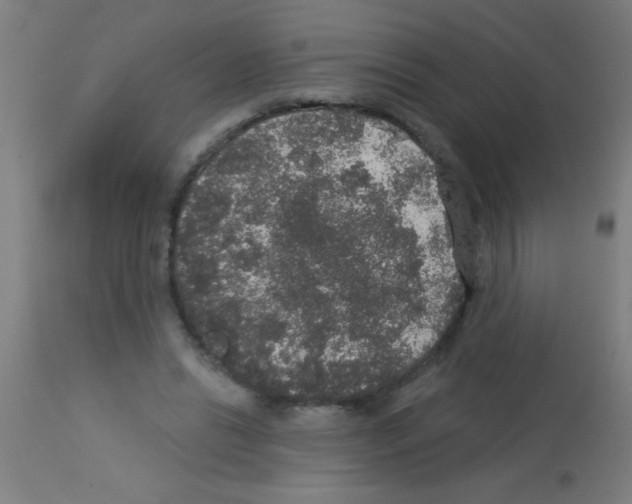 X0000113180446200910161336