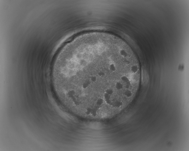 X0000113180483200910161335