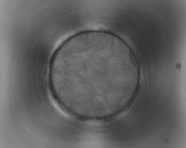 X0000113180630200910161332