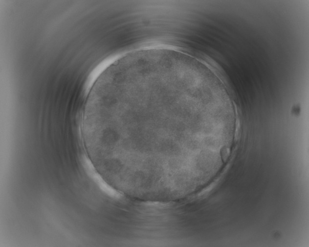 X0000113180812200910161330