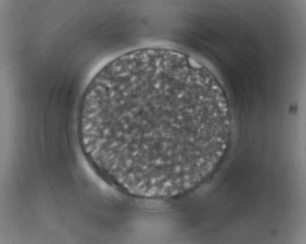 X0000113181007200910161327